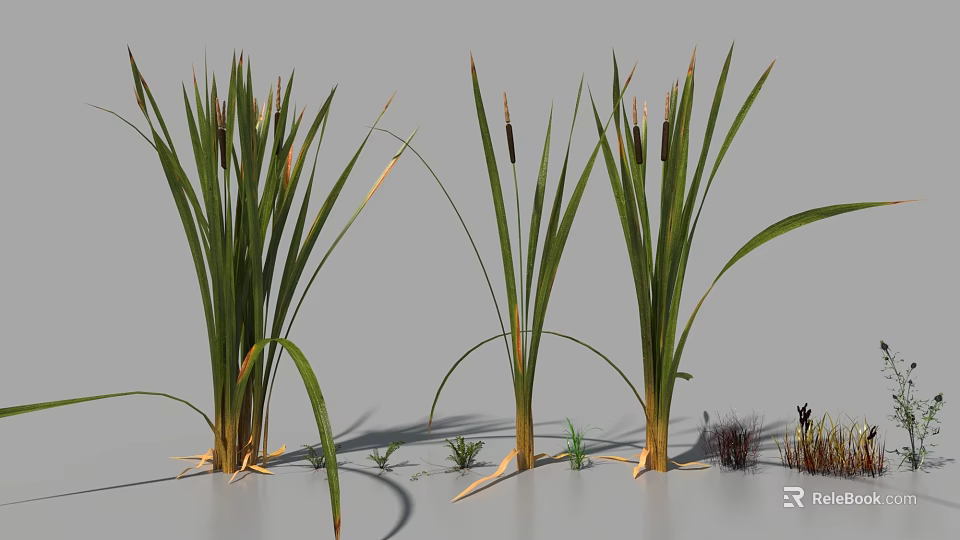 Reed Like Aquatic Plants With Slender Green Leaves And Brown Spikelets In 3D Rendering 3d model 