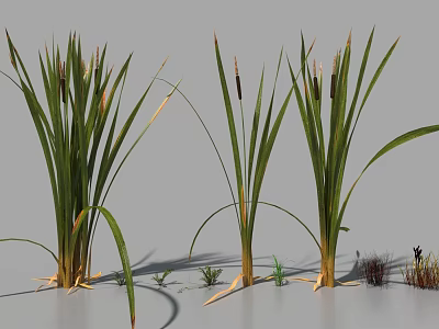 Reed Like Aquatic Plants With Slender Green Leaves And Brown Spikelets In 3D Rendering 3d model
