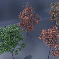 Various Colored Trees With Lush Foliage In Different Natural Tones