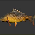 Golden Carp With Orange Fins And Tail Shiny Scales On Dark Background With Reflection