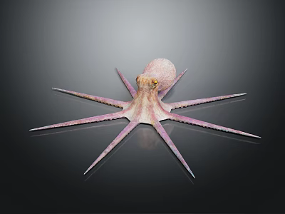 Vibrant Purple Octopus With Long Extended Tentacles On Shiny Black Surface 3d model