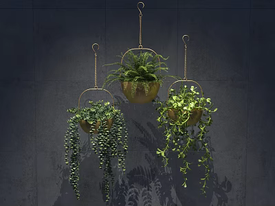 Three Hanging Basket Plants With Trailing Green Leaves Suspended On Dark Wall For Home Decor 3d model