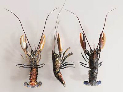Modern Lobster Australian Lobster 3d model
