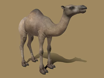 Realistic Standing Camel With Light Brown Fur On Sandy Desert Ground 3d model