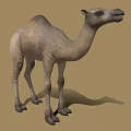 Realistic Standing Camel With Light Brown Fur On Sandy Desert Ground