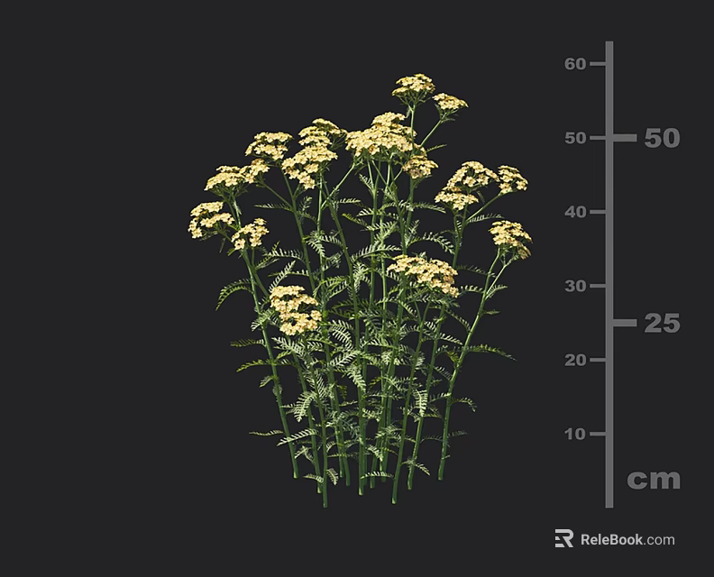 Bushy Garden Plant with Yellow Flowers Green Stems and Leaves Growing Up to 50 cm 3d model 