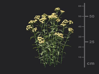 Bushy Garden Plant with Yellow Flowers Green Stems and Leaves Growing Up to 50 cm 3d model