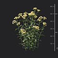 Bushy Garden Plant with Yellow Flowers Green Stems and Leaves Growing Up to 50 cm