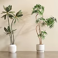 Two Bonsai Potted Plants in White Ceramic Planters on Wooden Table Against Light Colored Wall