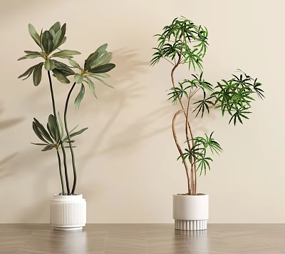 Two Bonsai Potted Plants in White Ceramic Planters on Wooden Table Against Light Colored Wall 3d model