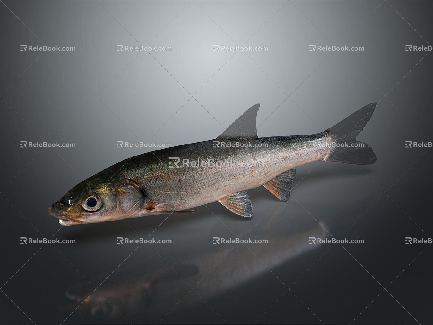 Catfish Carp Sturgeon Bass Freshwater Fish Various Carp Grass Carp Crucian Carp 3d model