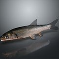 Catfish Carp Sturgeon Bass Freshwater Fish Various Carp Grass Carp Crucian Carp 3d model