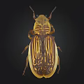 Yellow And Brown Striped Beetle With Detailed Exoskeleton Texture On Black Background