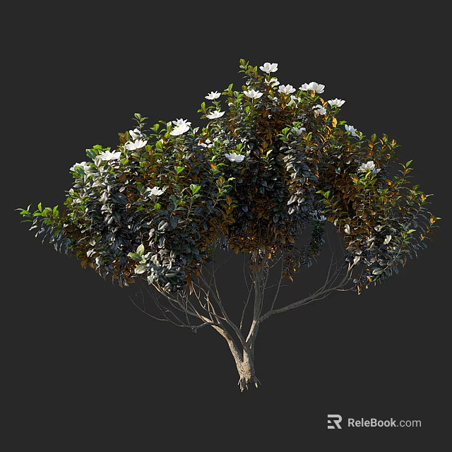 Shrub with Lush Green Foliage and White Blossoms in Natural Bushy Growth 3d model 