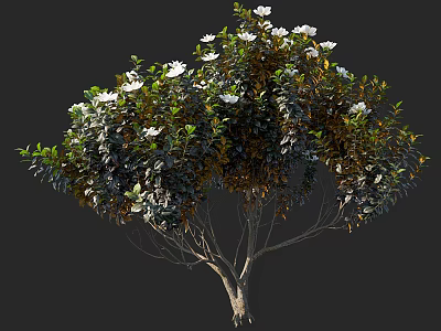 Shrub with Lush Green Foliage and White Blossoms in Natural Bushy Growth 3d model