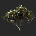 Shrub with Lush Green Foliage and White Blossoms in Natural Bushy Growth