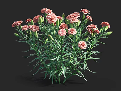 Blooming Pink Carnation Flowers With Green Stems And Fresh Leaves 3d model