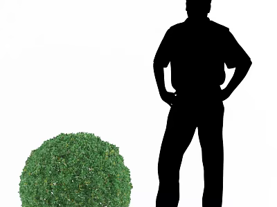 Round Green Decorative Garden Bush With Silhouette Person Standing Beside 3d model