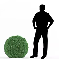 Round Green Decorative Garden Bush With Silhouette Person Standing Beside