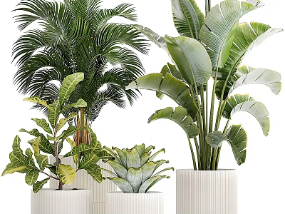 Different Varieties of Indoor Plants with Large Green Leaves in White Pots 3d model
