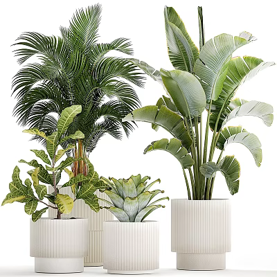 Different Varieties of Indoor Plants with Large Green Leaves in White Pots 3d model