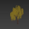 Willow Tree With Long Yellow Hanging Branches And Thick Trunk With Person Walking Nearby