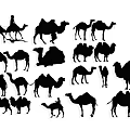 Collection of Camel Silhouettes in Multiple Poses and Riding Positions