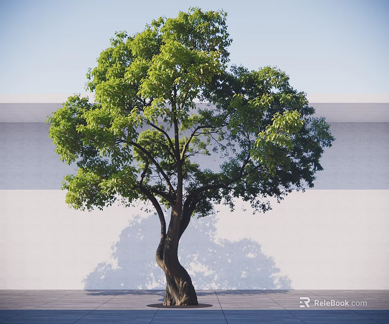 Lush Green Arbor with Curved Trunk and Dense Foliage Against Minimalist White Wall 3d model 