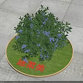 Vegetable Type Arbor With Blue Flowers Growing In Circular Green Lawn Area