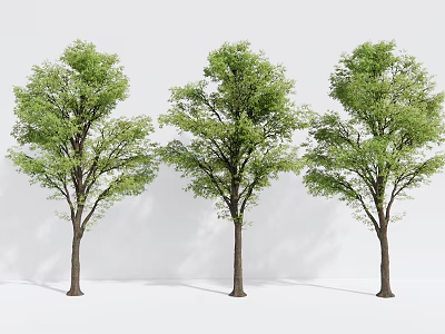 Modern Tree Landscape Tree 3d model