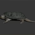 Turtle Cartoon Turtle Snapping Turtle Chickbill Turtle Reptile Cold Blooded Animal Reptile Class 3d model