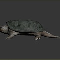 Turtle Turtle Cartoon Turtle Snapping Turtle Chickbill Turtle Reptile Cold Blooded Animal Reptile Reptile Class 3d model