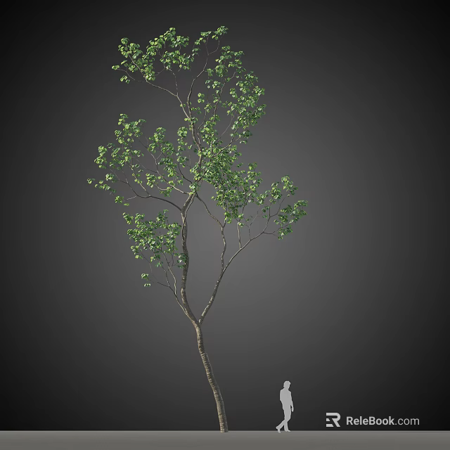 Lush Green Arbor Tree With Slender Branches And Natural Foliage Growth 3d model 