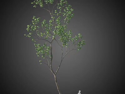Lush Green Arbor Tree With Slender Branches And Natural Foliage Growth 3d model