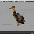 Brown Feathered Flying Animal Bird With Yellow Beak And Spread Wings