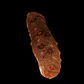 Brown Spotted Elongated Sea Cucumber Marine Aquatic Animal Natural Closeup View