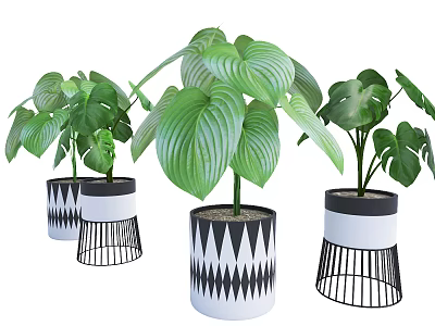 Stylish Potted Plants with Green Leaves in Black White Geometric Pattern Pots and Metal Stands 3d model