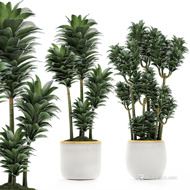 Various Types of Bonsai Potted Plants with Lush Green Foliage in White Planters 3d model 