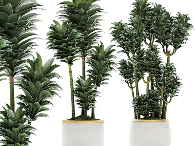 Various Types of Bonsai Potted Plants with Lush Green Foliage in White Planters 3d model