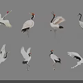Various Flying Cranes Showing Different Poses With White Black Feathers And Red Crowns