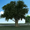 Arbor With Lush Foliage Thick Trunk Exposed Roots Green Grass Small Trees And Blue Sky