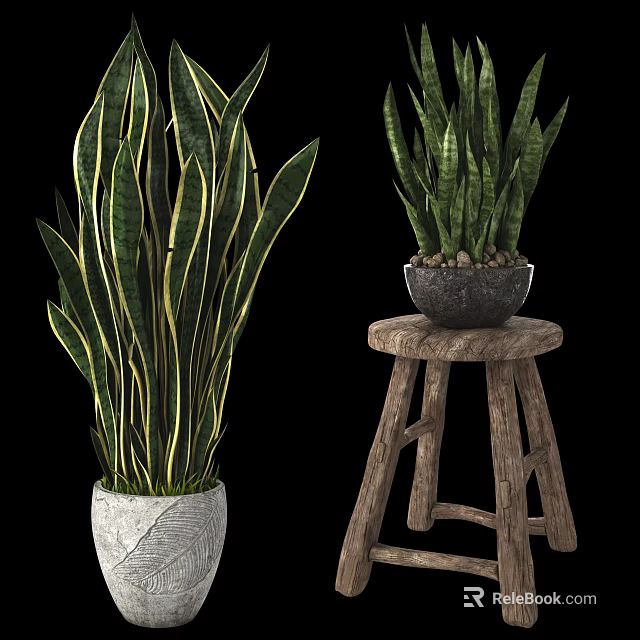 Potted Plants With Long Striped Leaves In Textured White And Black Pots On Wooden Stool 3d model 