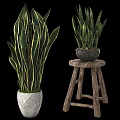Potted Plants With Long Striped Leaves In Textured White And Black Pots On Wooden Stool