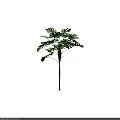 Tall Arbor With Lush Green Leaves And Slender Brown Trunk In Natural Growth