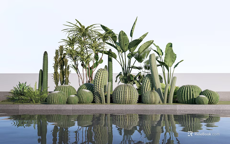 Diverse Succulent Plants Including Cacti Round Shapes And Green Leaves By Pool With Water Reflection 3d model 