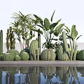 Diverse Succulent Plants Including Cacti Round Shapes And Green Leaves By Pool With Water Reflection