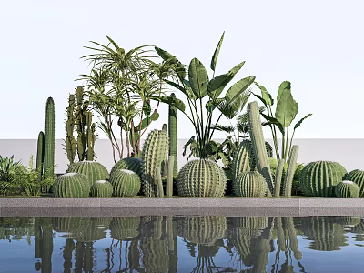 Diverse Succulent Plants Including Cacti Round Shapes And Green Leaves By Pool With Water Reflection 3d model