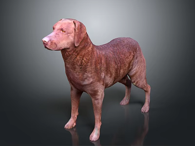 Brown Labrador Dog Standing On Gray Background With Smooth Fur 3d model