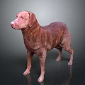 Brown Labrador Dog Standing On Gray Background With Smooth Fur