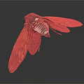 Red Patterned Winged Cicada Flying Animal With Black And White Body On Dark Background